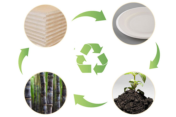 Bagasse Tray