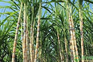 Sugarcane growth